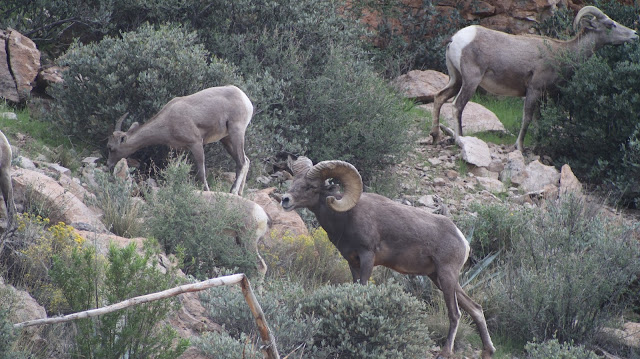 Arizona%2BDesert%2BBighorn%2BSheep%2BHunting%2BThe%2BGnarly%2BRam%2Bwith%2BColburn%2Band%2BScott%2BOutfitters%2B9.JPG