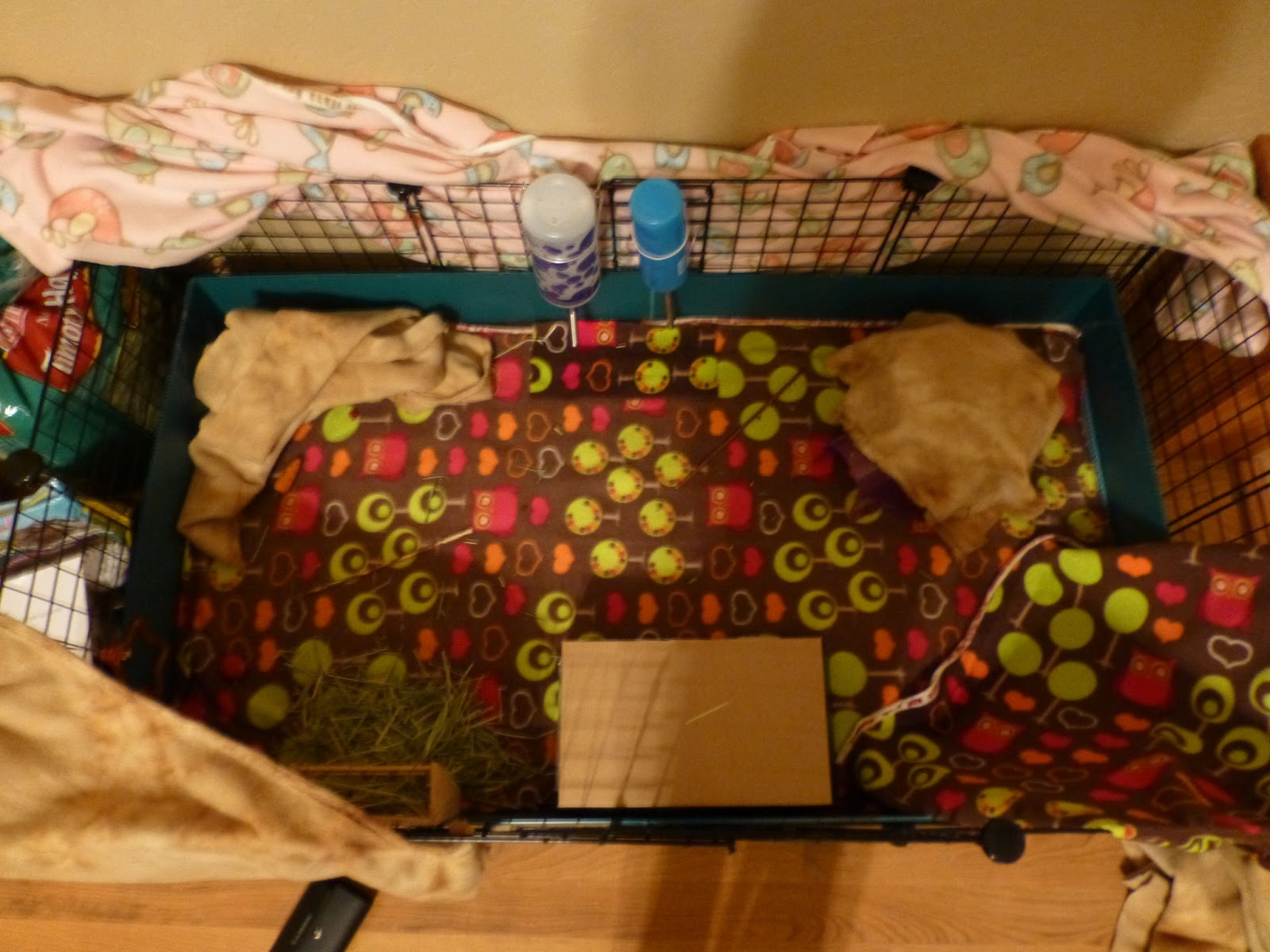 CavyLoverCentral The Home to ALL Cavy LOVERS! Required Cage Sizes for