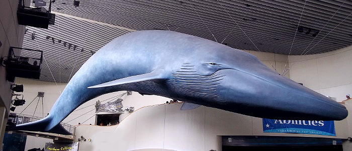 Whale Replica Aquarium of The Pacific