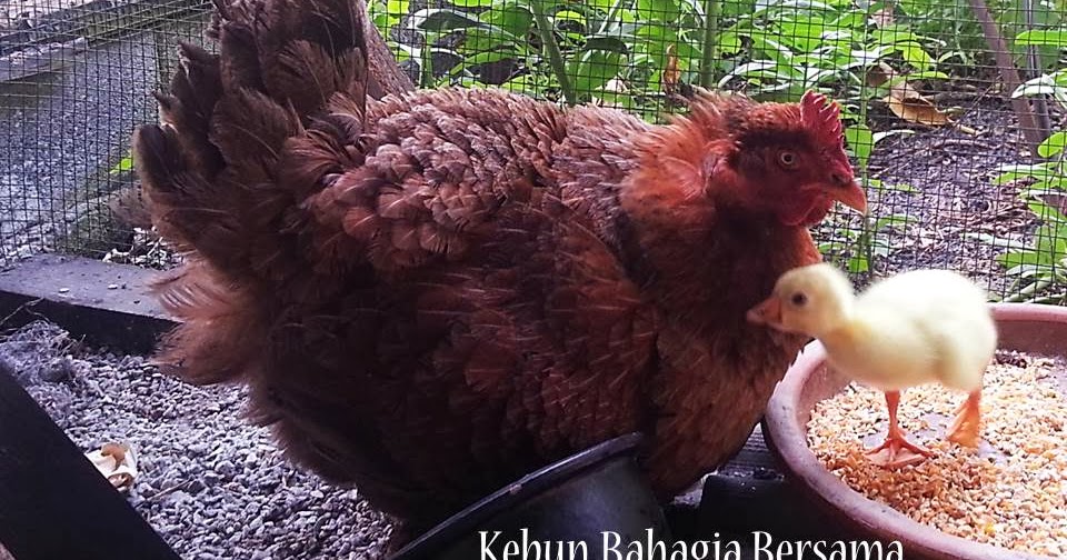 Singapore things bak kwa food kaya spread triphobo Kebun Bahagia Bersama: Chinese New Year Celebration Best Gift