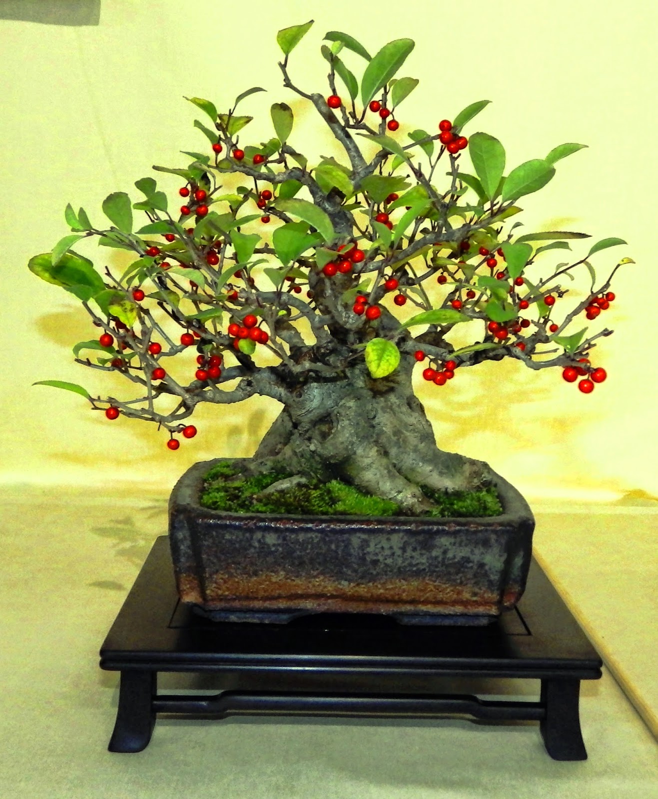 Bespoke Bonsai Stands My trees on display at the Bonsai Traders