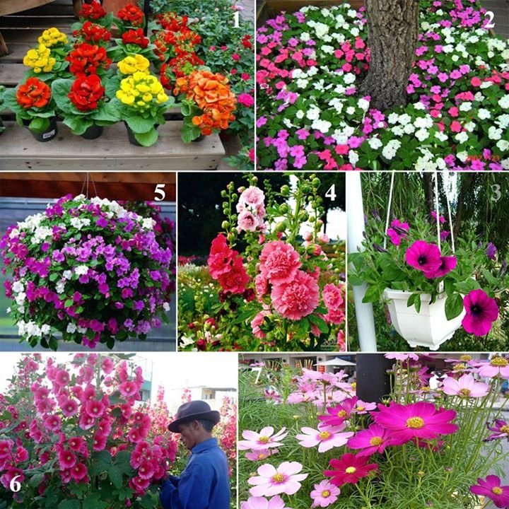 [Image: Ro-mot-tu-trong-hoa-canh-choi-tet-o-Ha-Thanh-0.jpg]