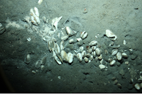 near coast north marine found