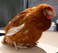 pullet