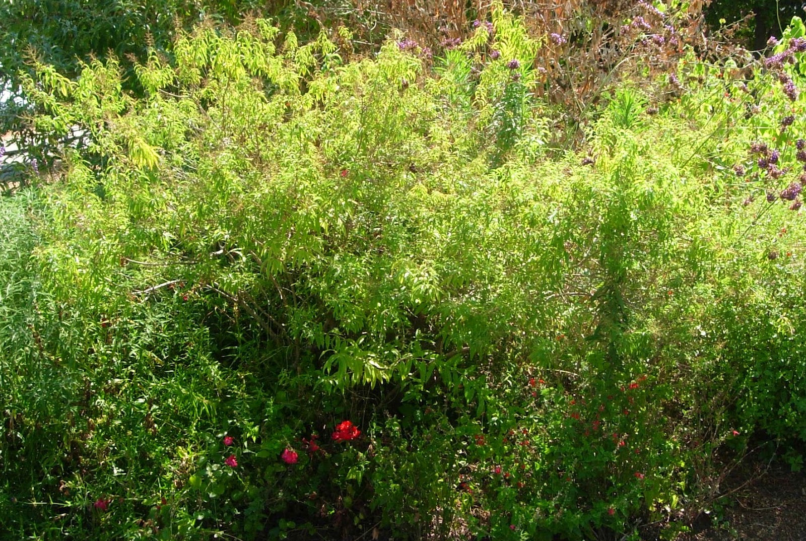 A Table For Rue, Please Lemon Verbena Jelly