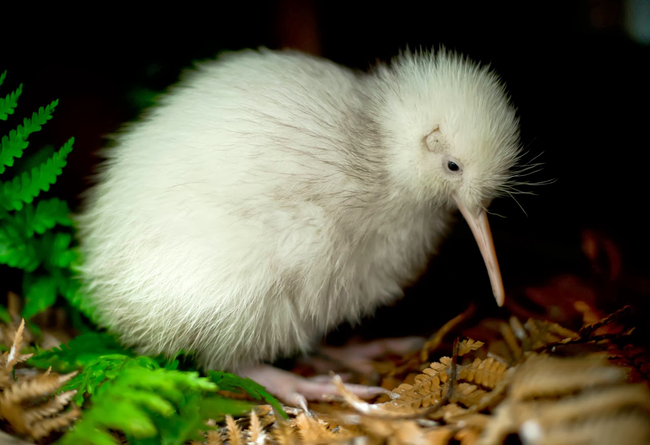 Baby Animal Profile: Whetu, The Kiwi Chick : The Two-Way : NPR