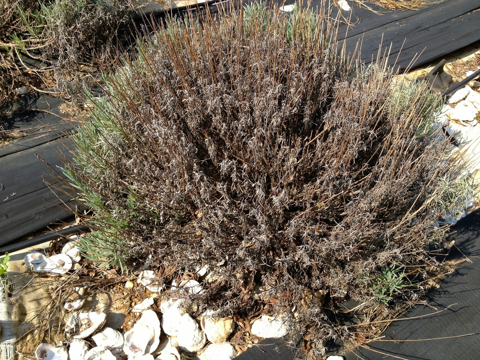 Sunshine Lavender Farm A Summer with Too Much Rain&hellip;