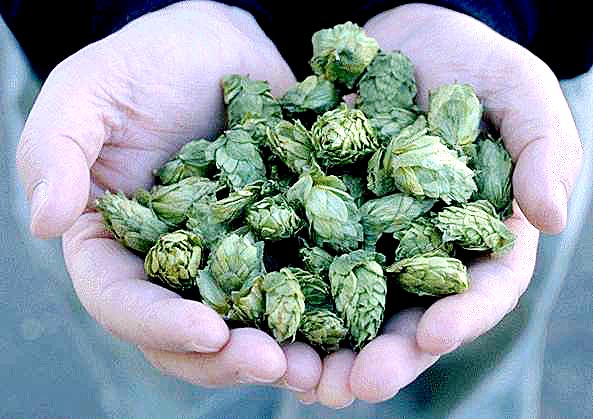 Simcoe Hops