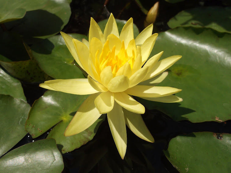 "Mexicana" water lily