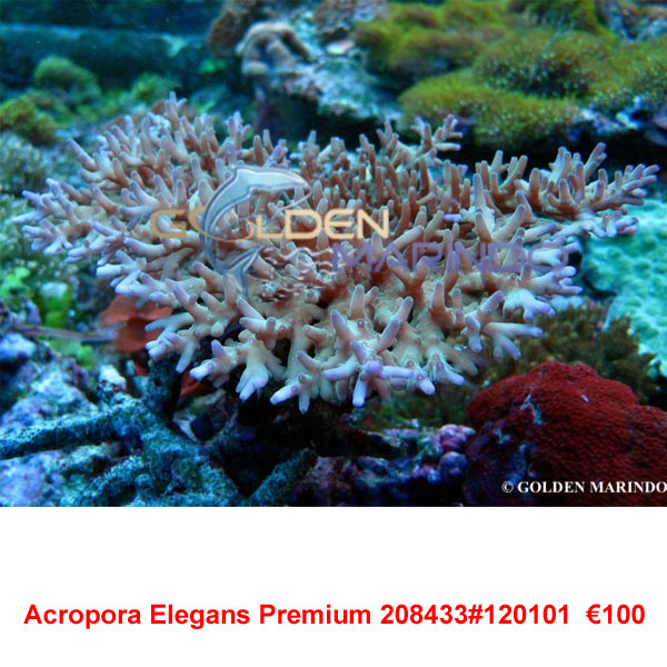 Acropora Elegans