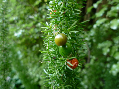 Dublin Flora Grevillea Banksii Canberra Gem
