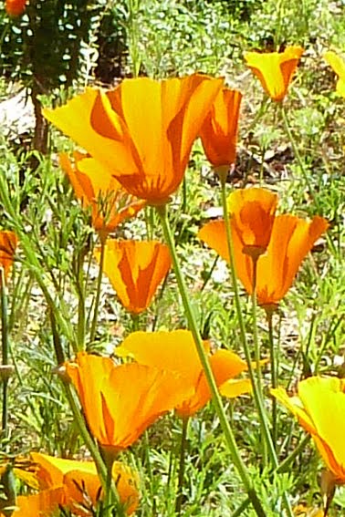 California Poppies