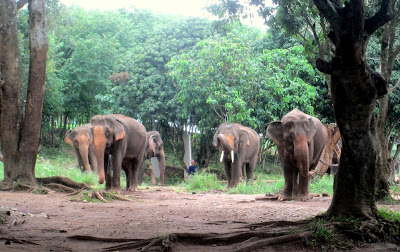 Elephants in Chiang Mai