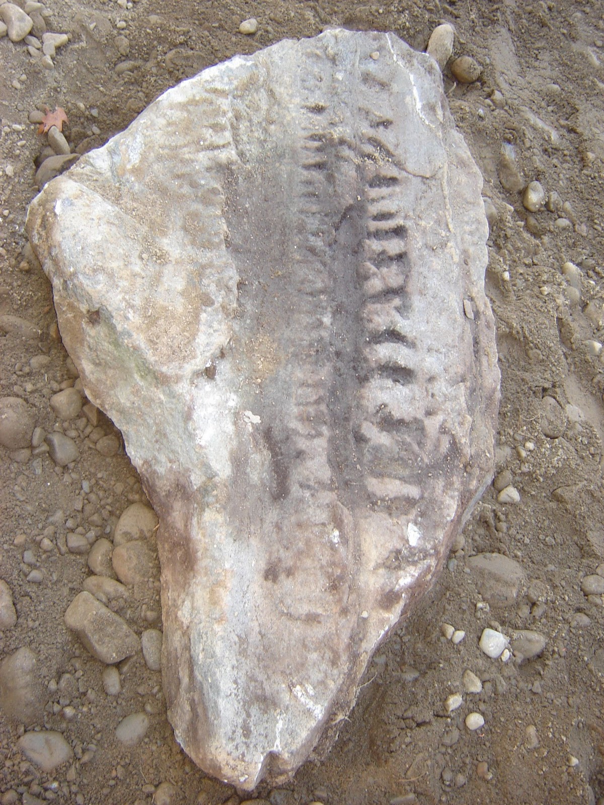 Penobscot Stone Paleontology