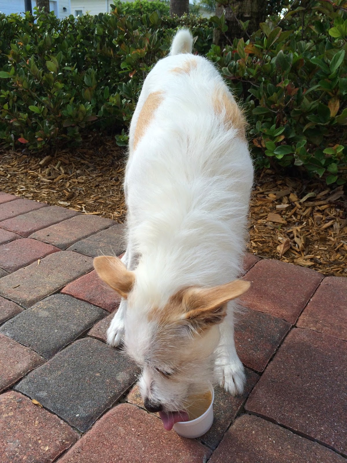 dogsters healthy treats