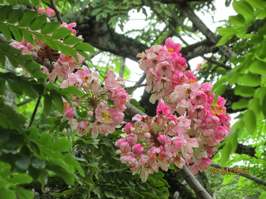 COMEÇOU A FLORAÇÃO NA FRENTE DA CIDADE DE MACAPÁ