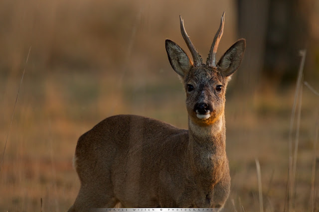 Ree - Roe Deer - Capreolus capreolus