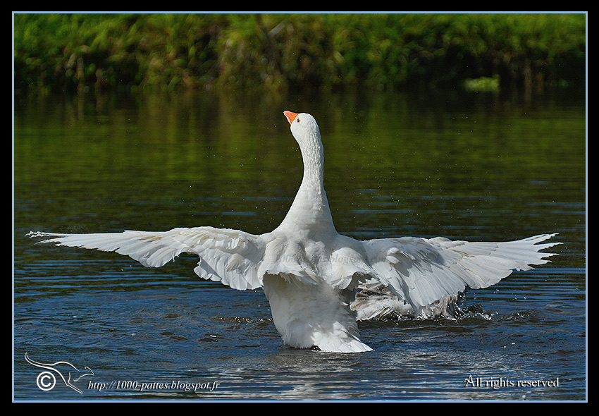 Oies de Goose Ponds, Mackay, QLD - http://1000-pattes.blogspot.com/
