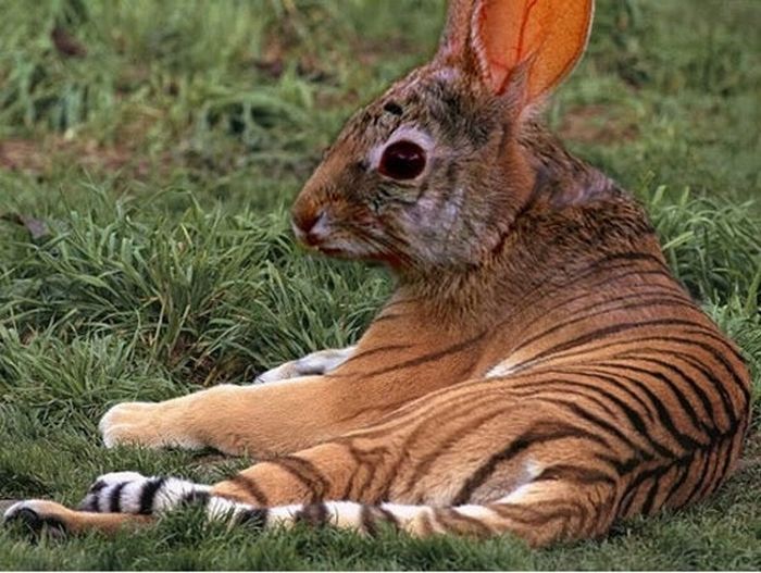 Funny hybrids of different animals 30 Pics Curious, Funny Photos