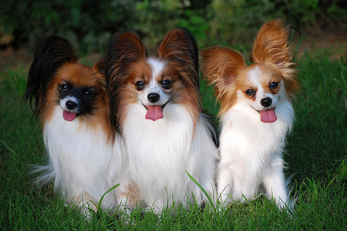 papillon puppies puppies pictures papillon puppies puppies pictures