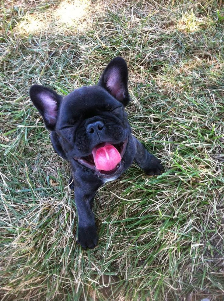 french bulldog puppy smiling