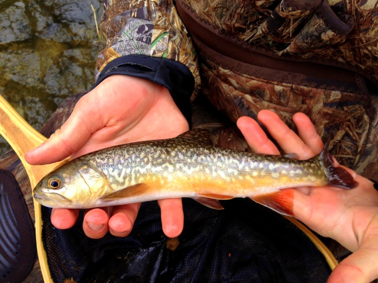 Wisconsin Tiger Trout On First Trout Outing EVER. Wisconsin Sportsman
