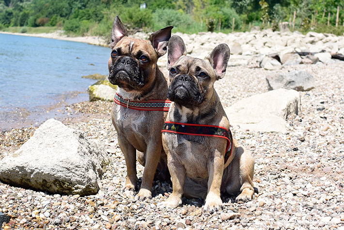 Mit Hund am Rheinstrand Mit Hund am Rheinstrand