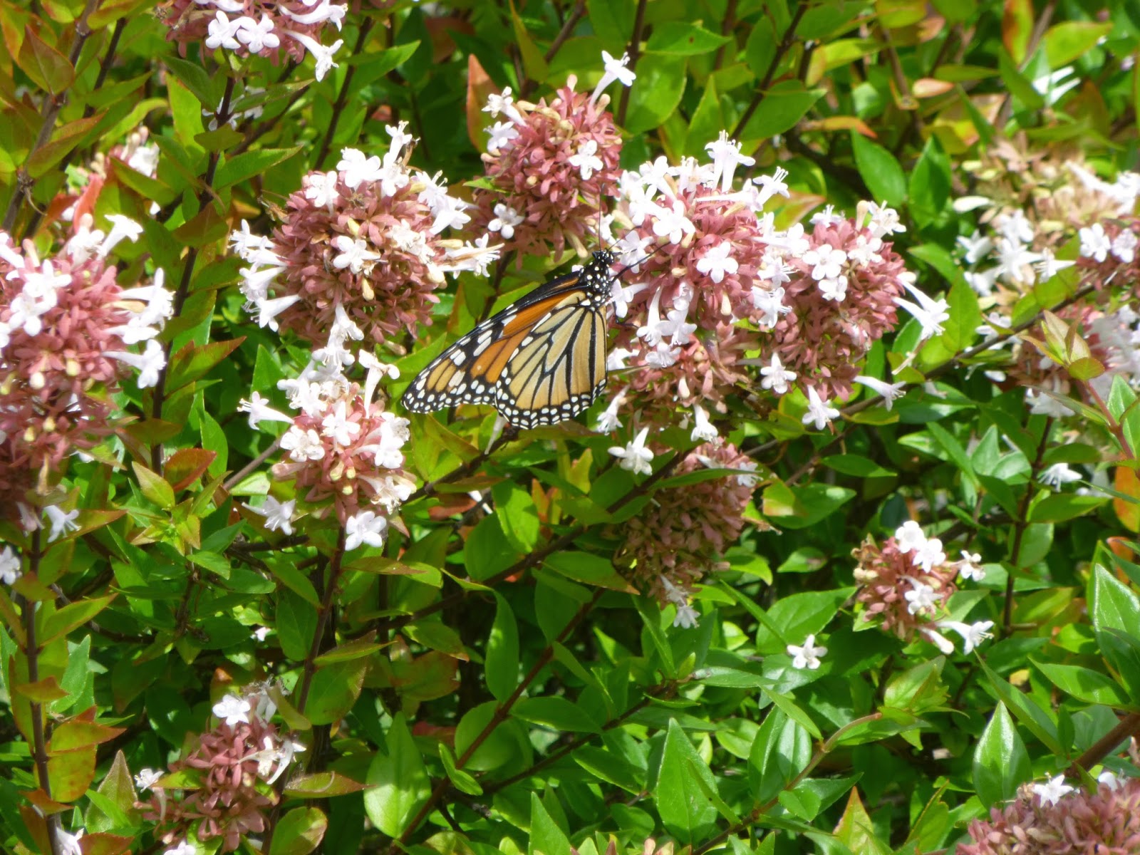 How To Grow Abelia The Garden Of Eaden