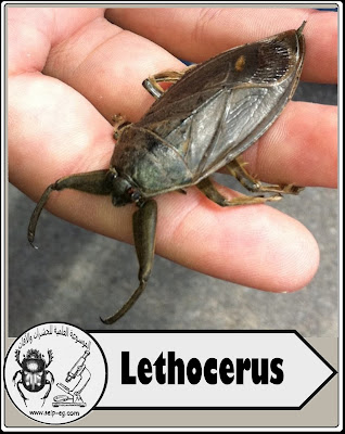 Lethocerus