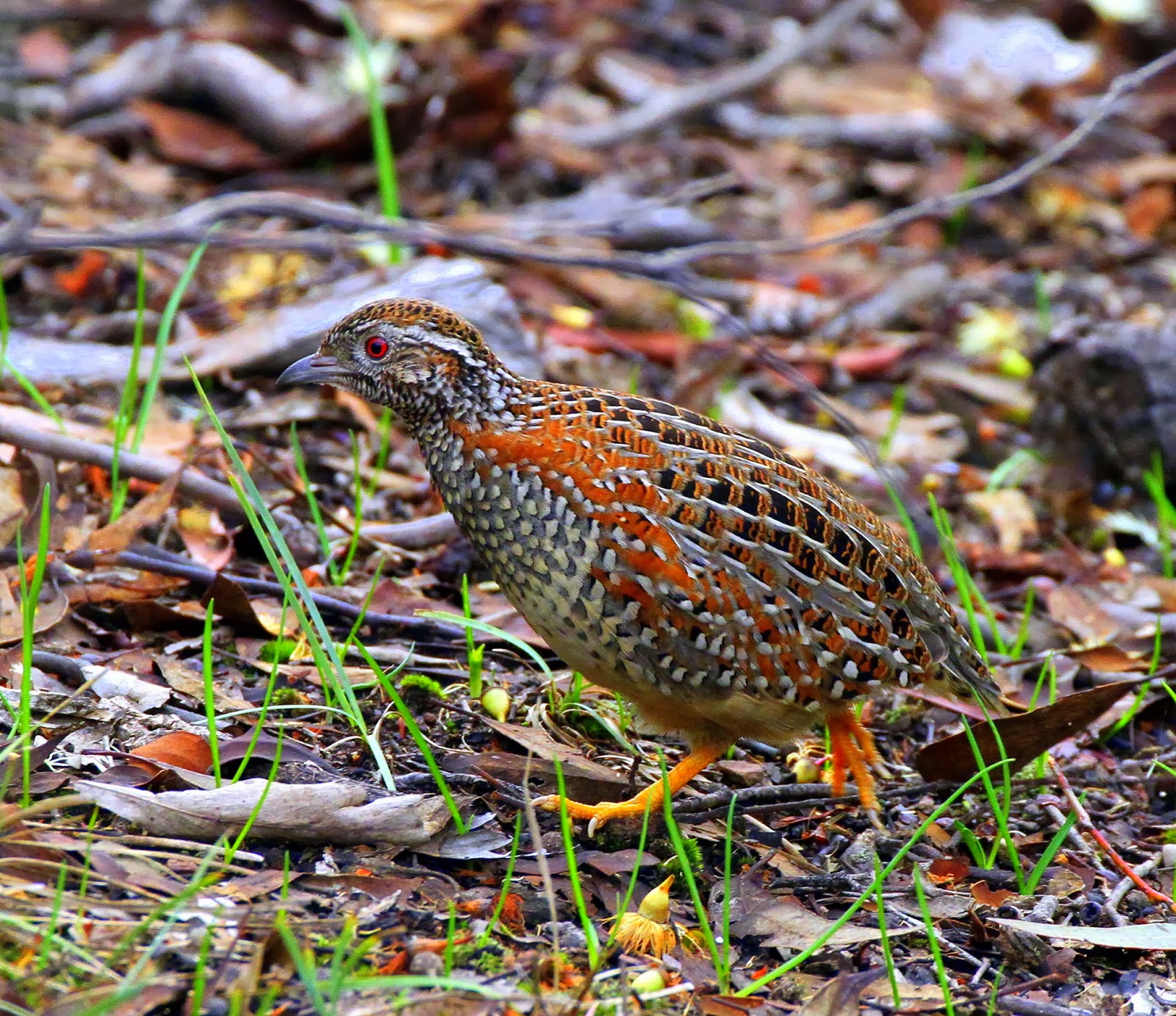 TIM DOLBY'S TRIP REPORTS & BIRDING TOURS: Finding Rare & Sought-after ...