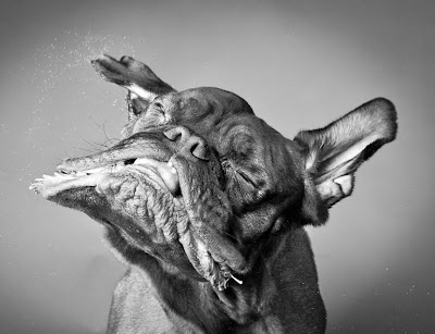 Прикольные собаки на фотографиях Carli Davidson