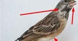 Burung Blackthroat