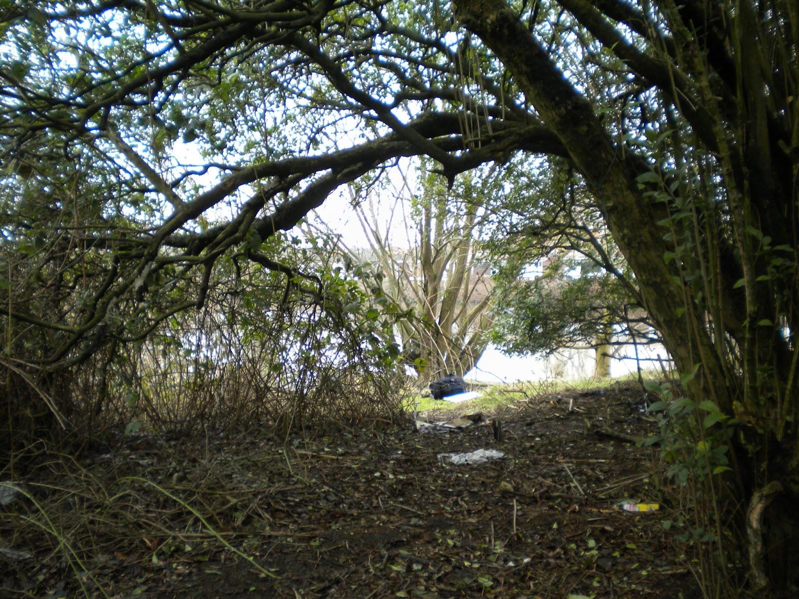 Nature V Nurture Oval Leaved Privet