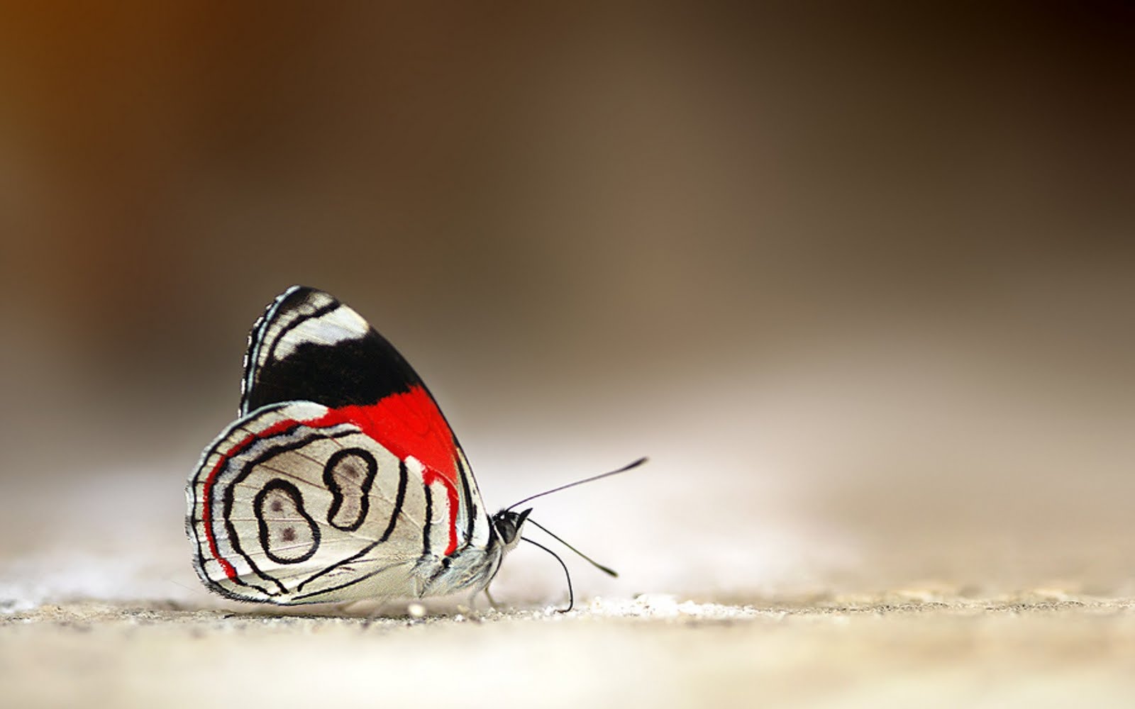 Kelebek Resimleri HD Butterfly Wallpapers Duvar Kağıtları Kaliteli Resim