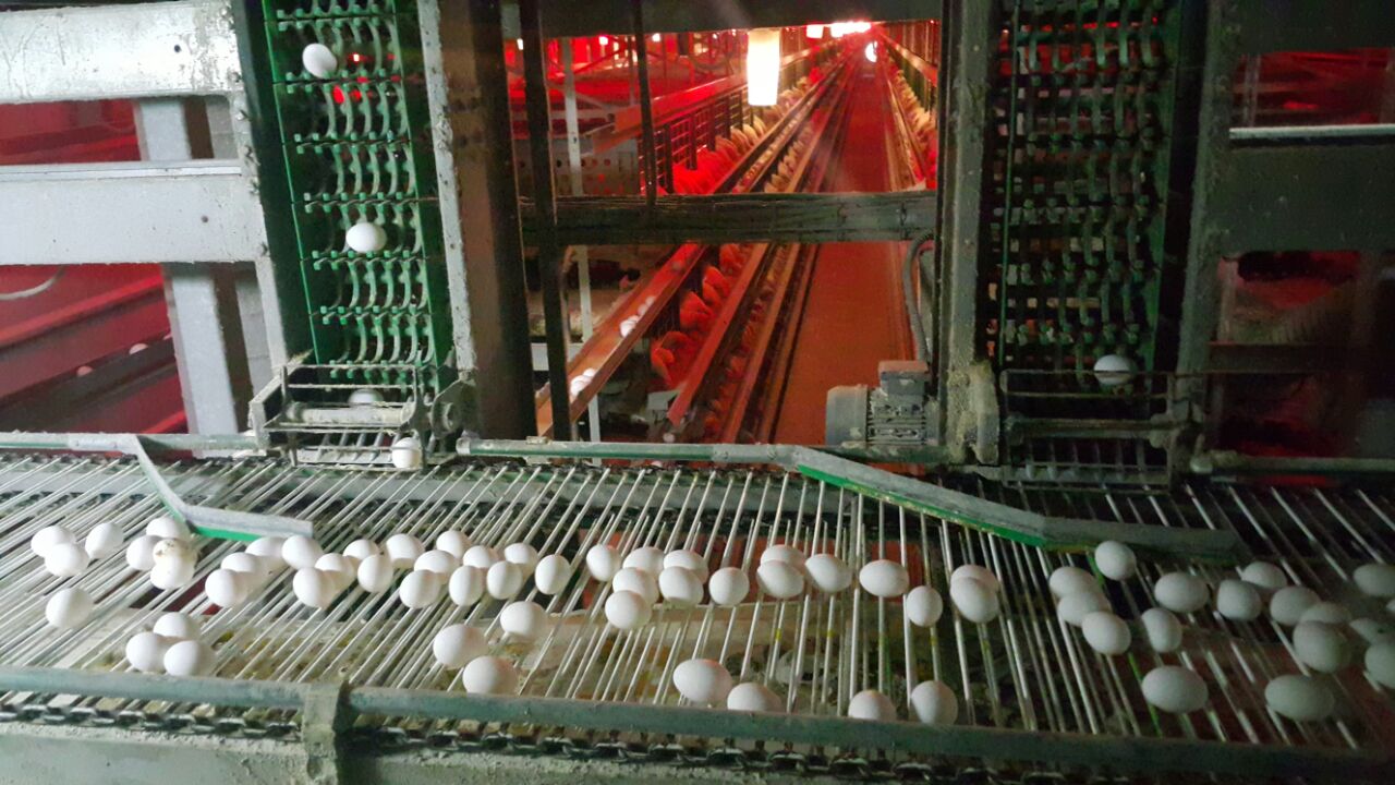 chicken eggs production