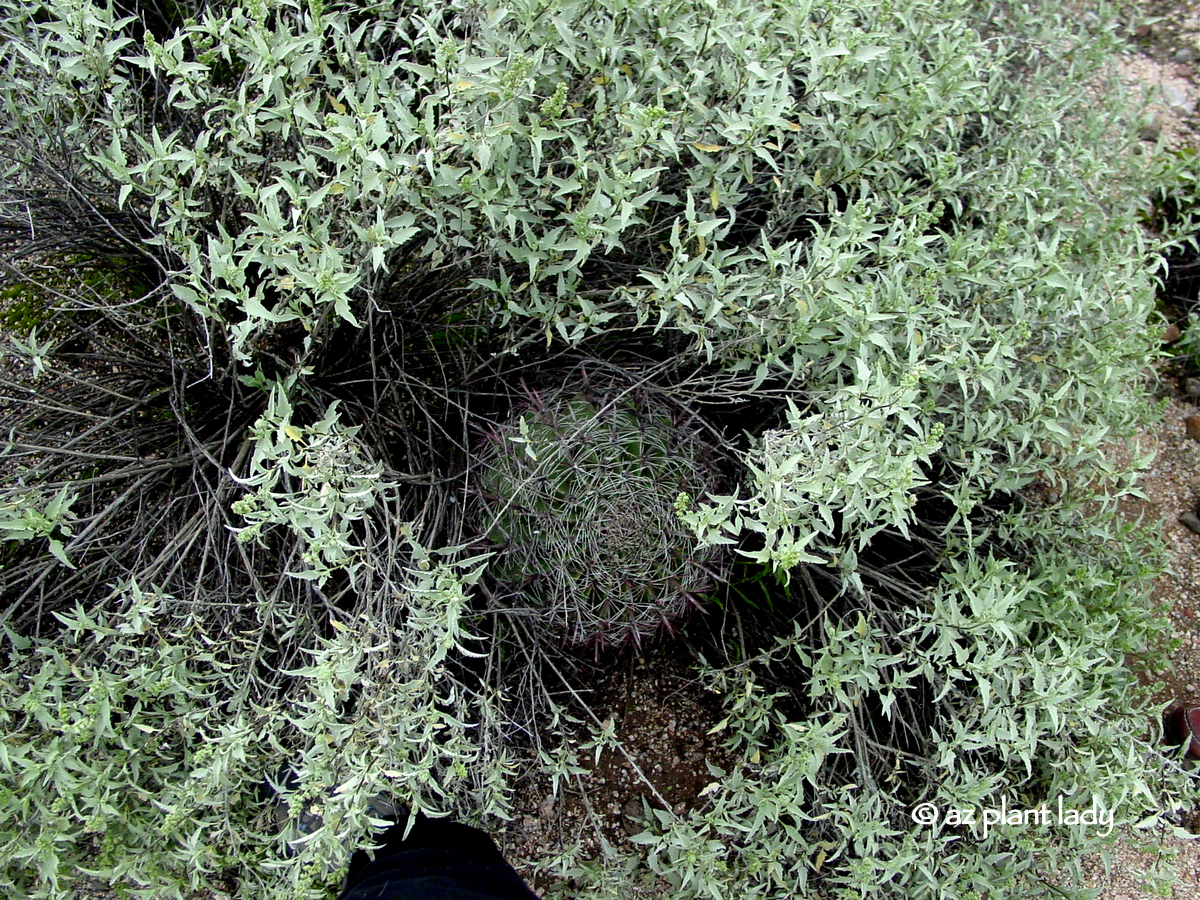 Wild Herb Ways Creosote Bush Way