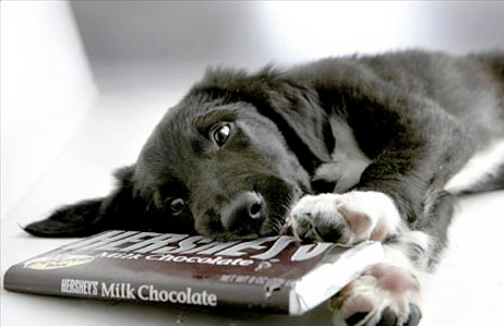 Dog eating chocolate bar