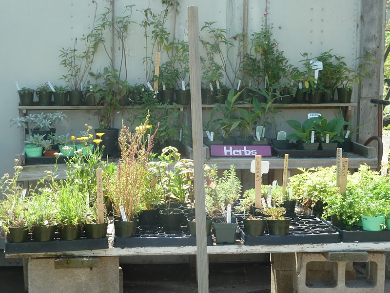 Gidget's Garden City Farmers Nursery