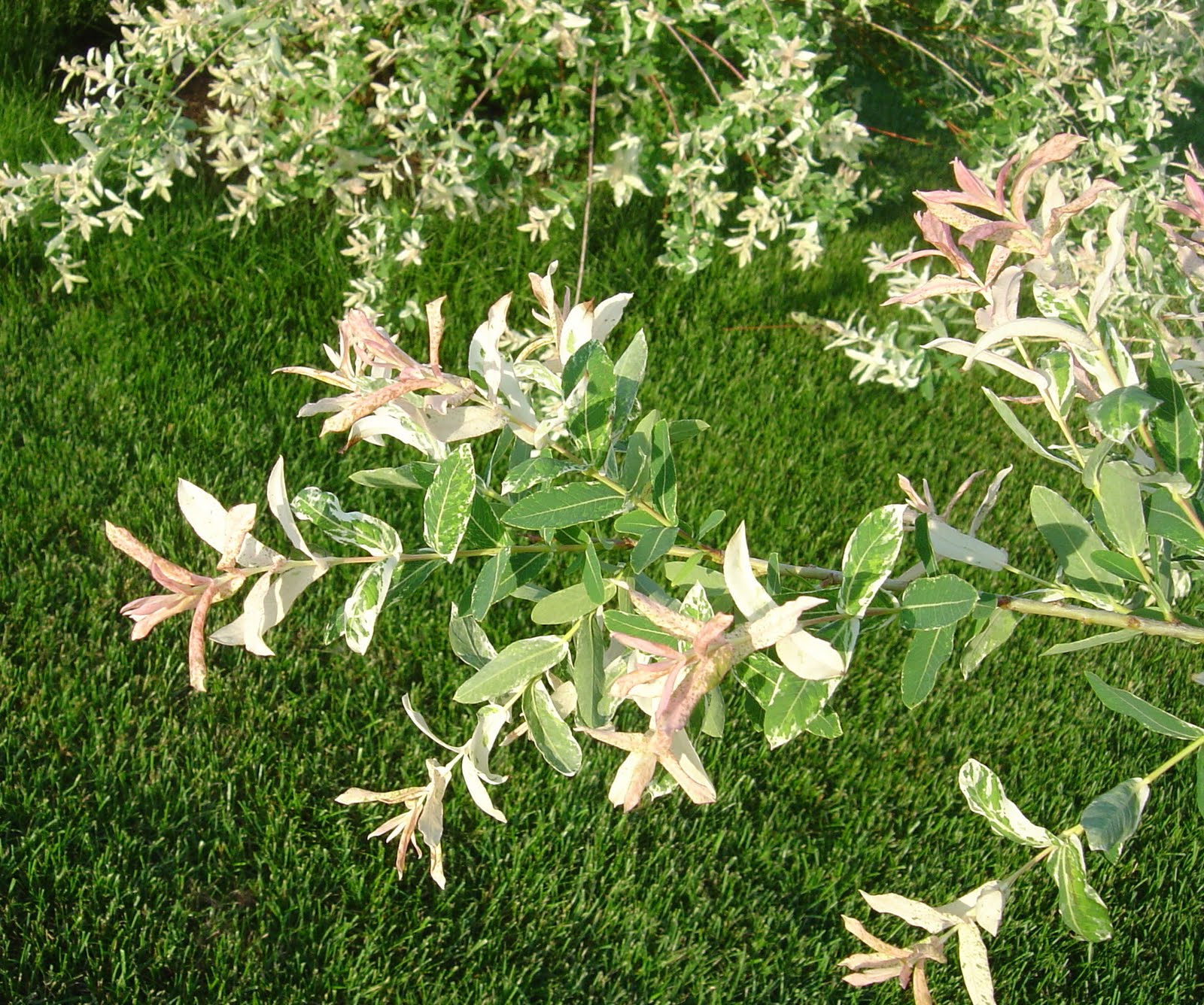 Plant Inventory At 20 Timothy Salix Integra Dappled Willow