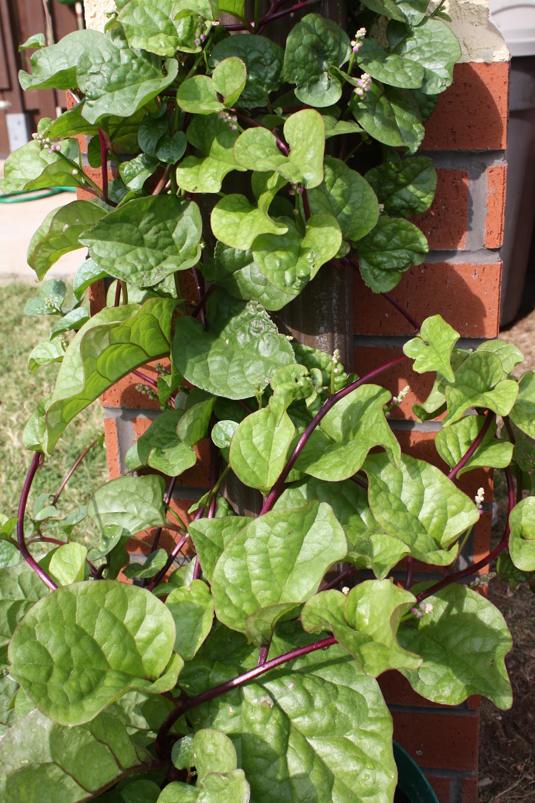 Temperate Climate Permaculture: Permaculture Plants: Malabar Spinach