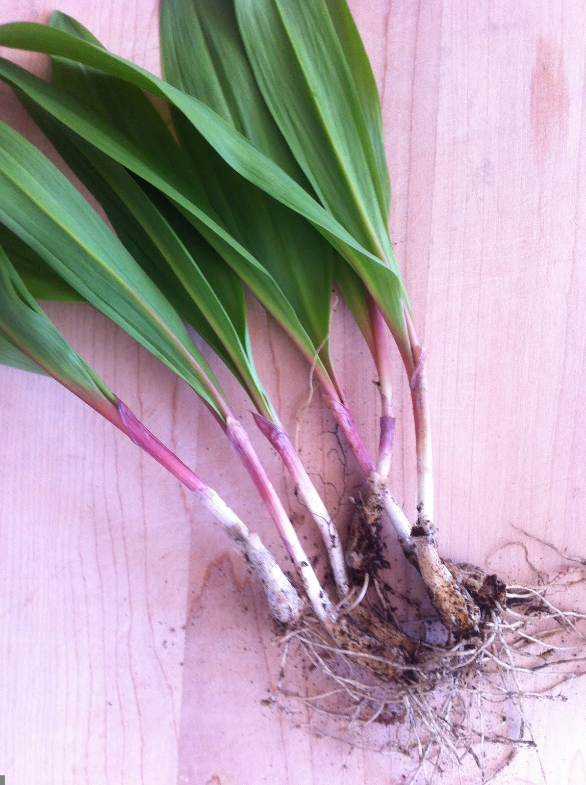 Native Foods Adirondack Ramps The Adirondack Almanack