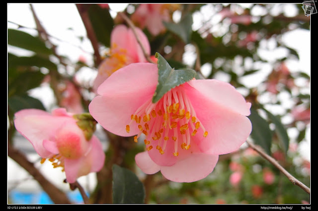 2015-01-30南投草屯石川-樸提蘭園-全國最大狐狸尾蘭及茶花展示農場