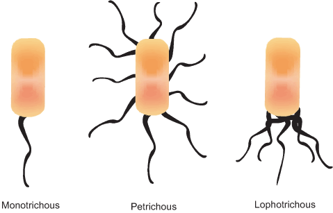 Monotrichous Flagella Arrangement