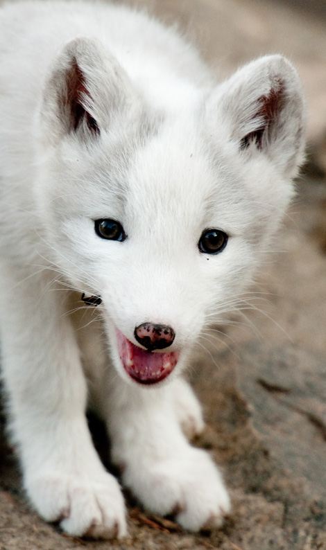 White Wolf : Outstanding photographs of young Arctic Fox Pups