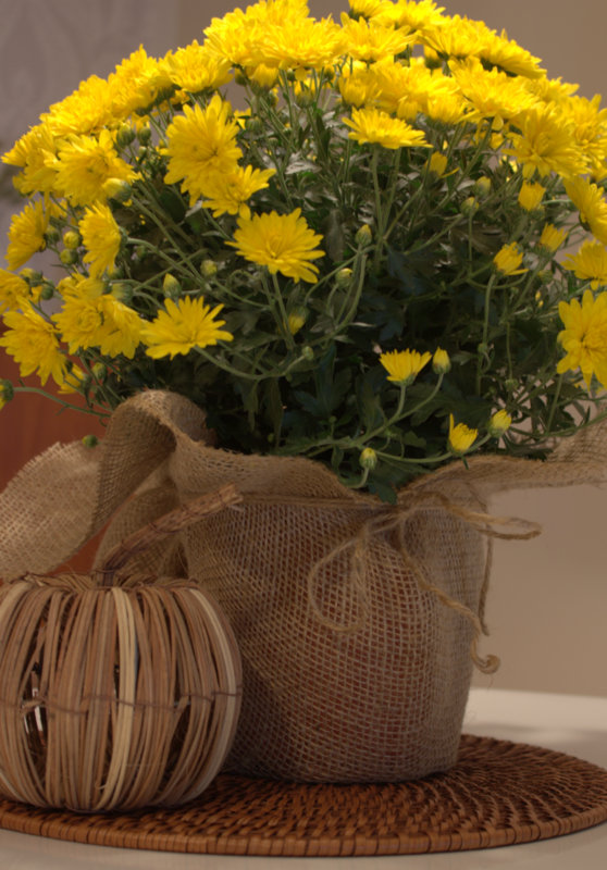 refresheddesigns. quick refresh flower pot fix