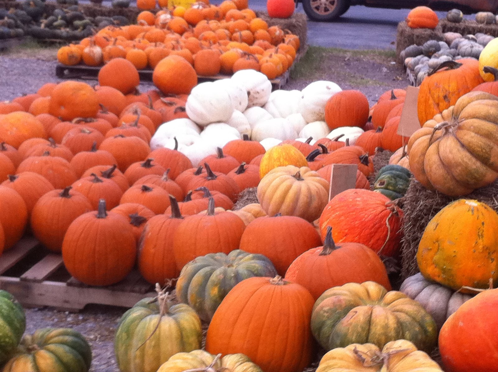 Shelden's Pumpkin Corner in Edmond