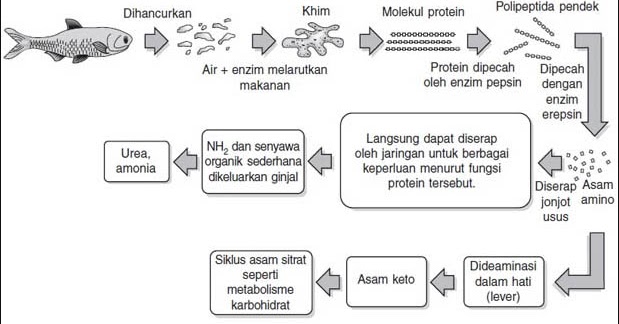 Mekanisme Proses Pencernaan Protein Dalam Tubuh Manusia