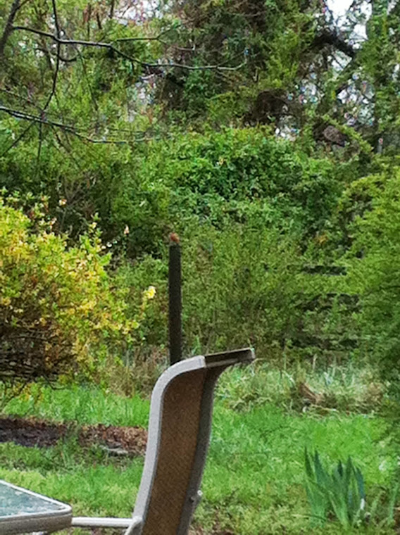 bird on fence post