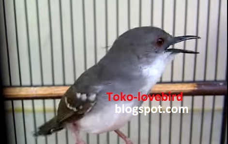 Kicau Burung Mania: Der.. Der! Download Suara Ciblek / Prenjak Gacor Ngebren