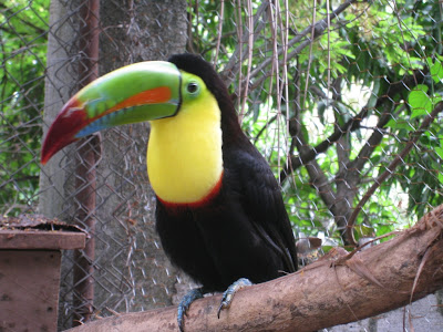 Ramphastos sulfuratus